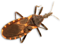 Triatomine Bugs